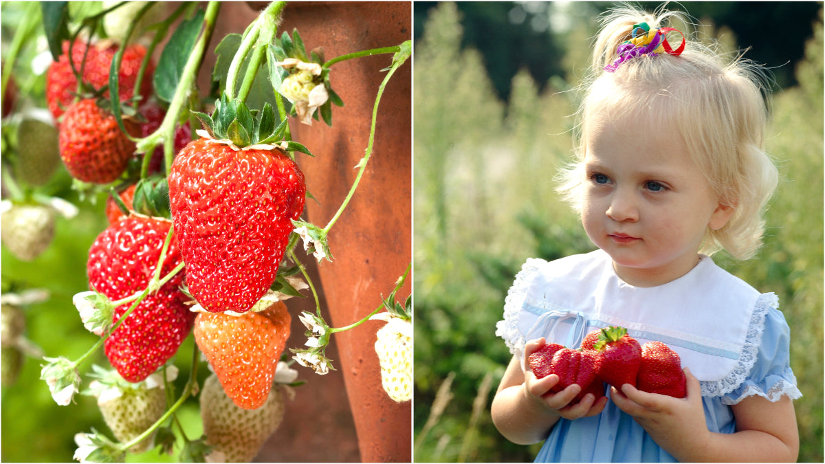 Everbearing Eversweet Strawberries 6 pc. R132074