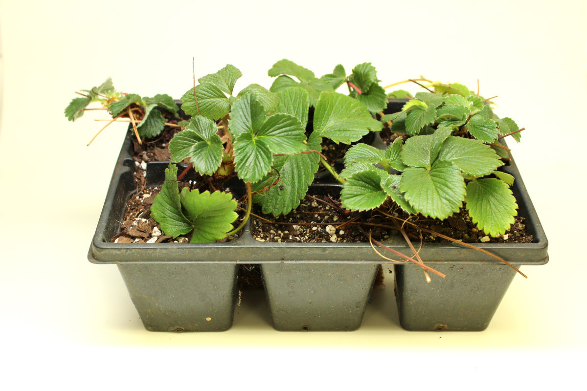 Everbearing Eversweet Strawberries 6 pc. R132074