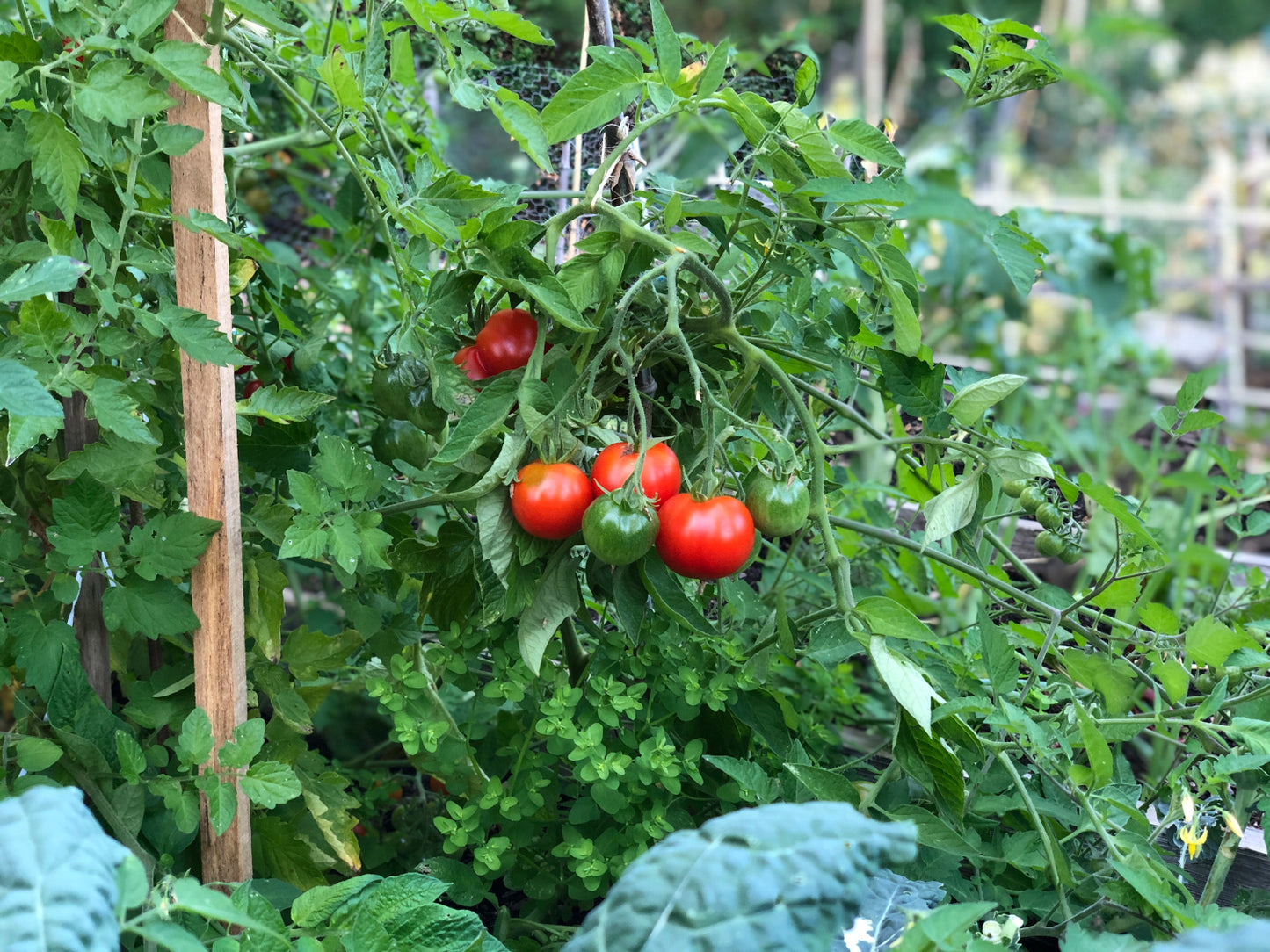 Tomato Heirlooms 3 pc. - R132223