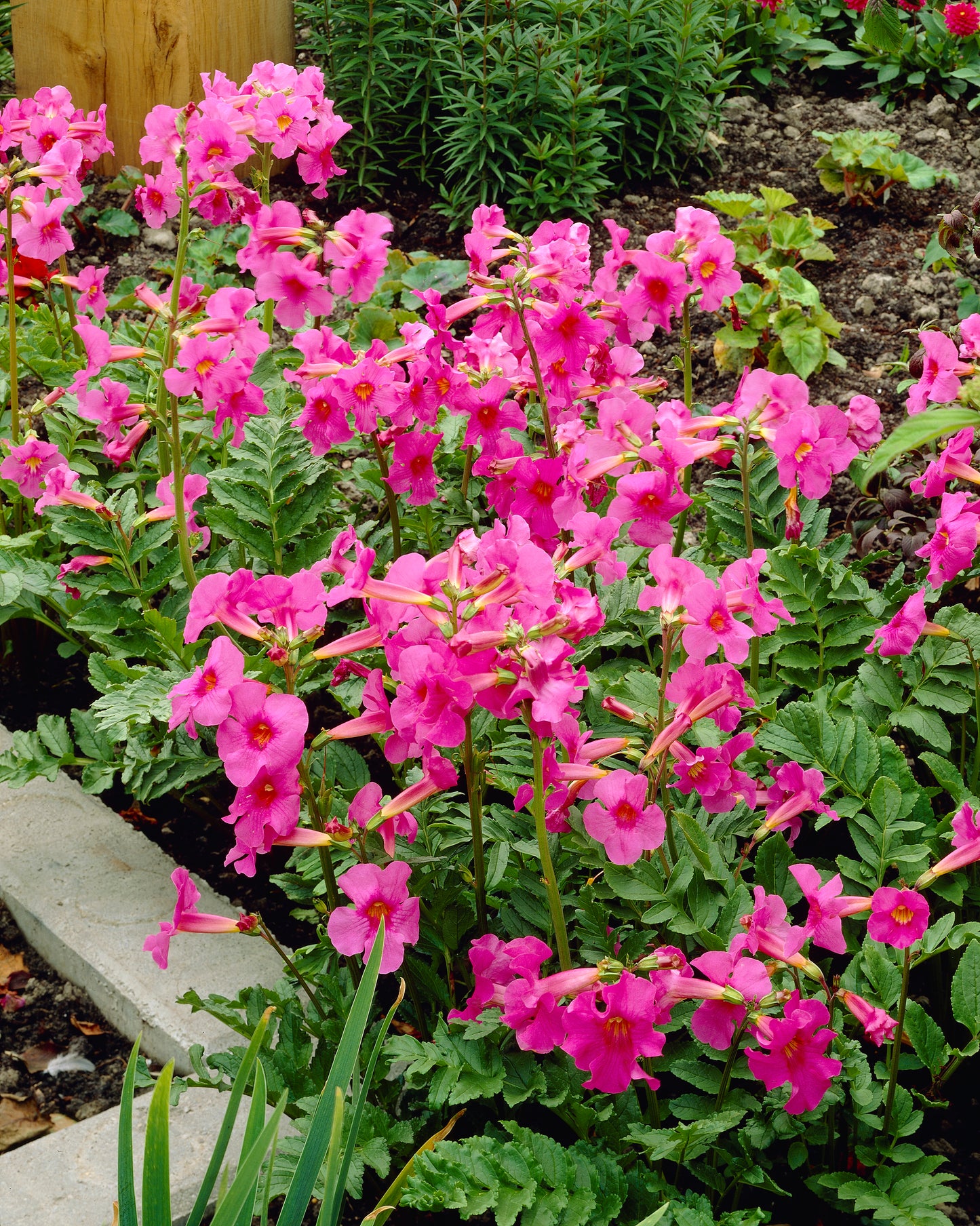 Hardy Flowering Fern or Gloxinia Bulbs 3 pc.R132110