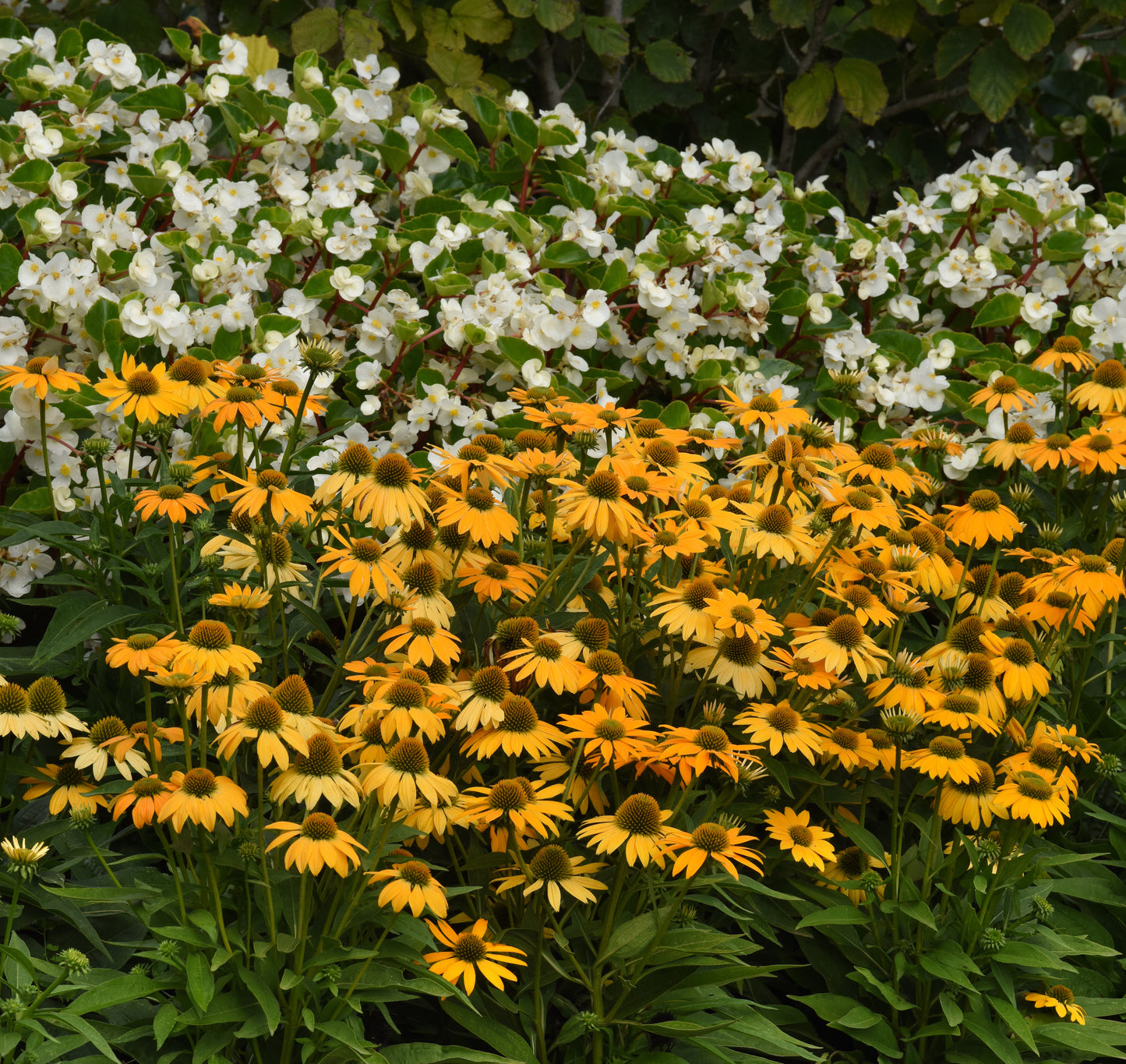 Echinacea Sunmagic® Vintage Coneflowers 3 pc. R132059