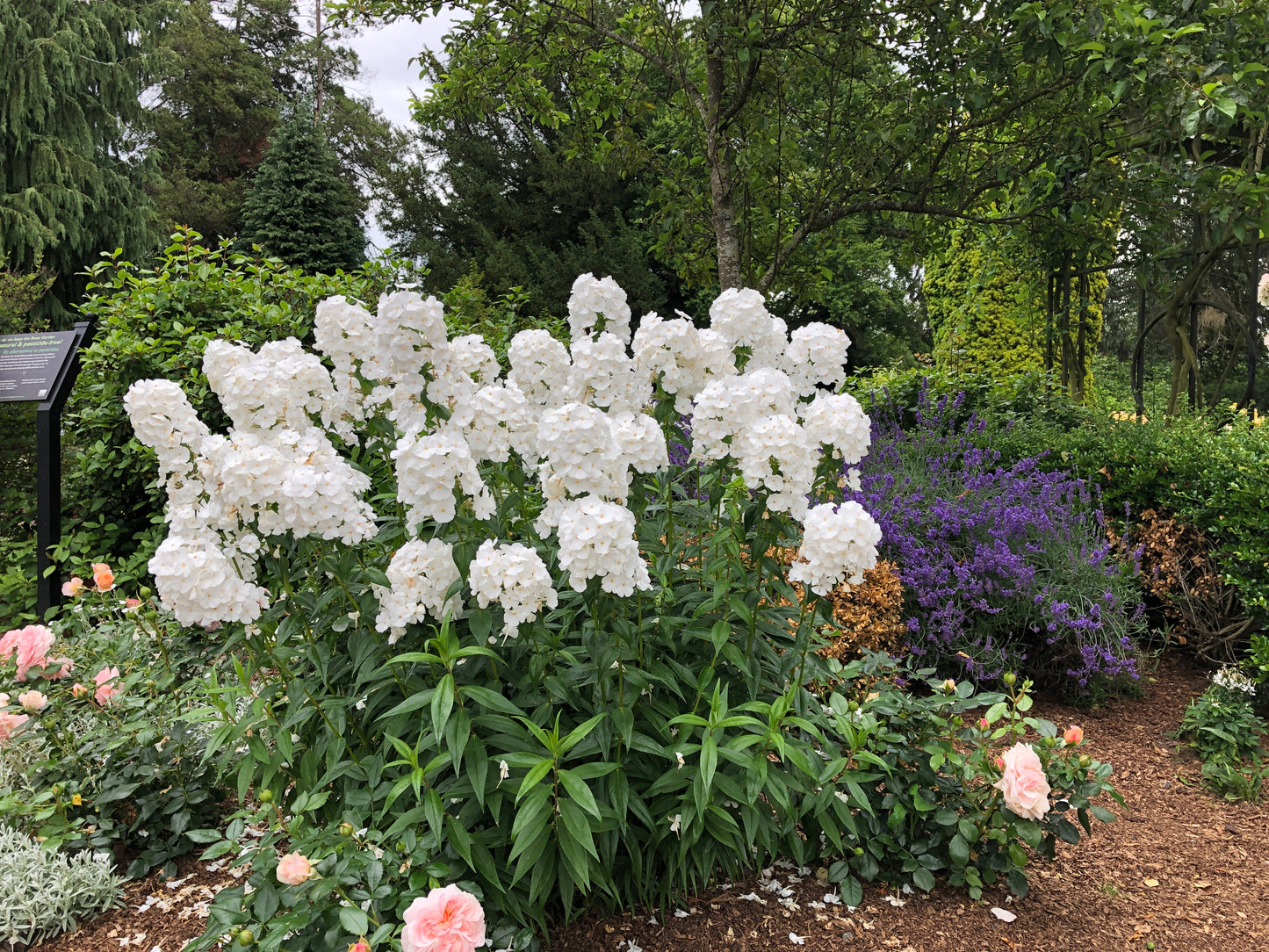 Phlox Upright Large Flowering Garden 4 pc. R132127